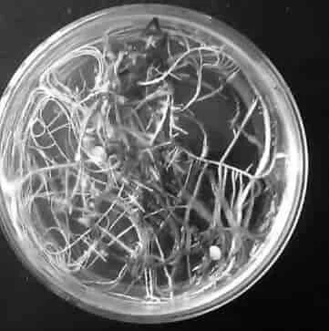 A4 Agrobacterium Strain
