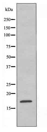 TOMM20 Antibody