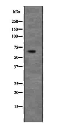 UNC5C Antibody