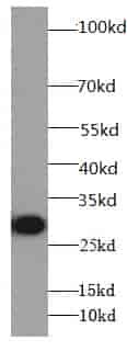 Anti-14-3-3 antibody