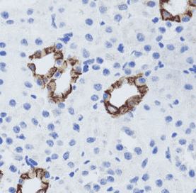 Anti-GABARAP antibody