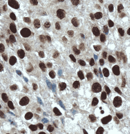 Anti-Histone-H3 antibody