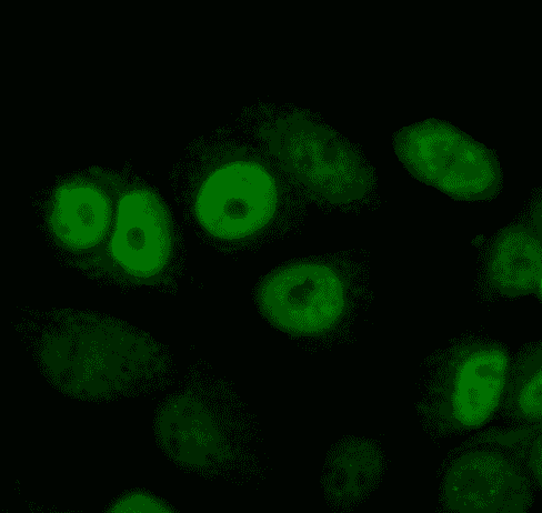 Anti-P21 CDKN1A antibody