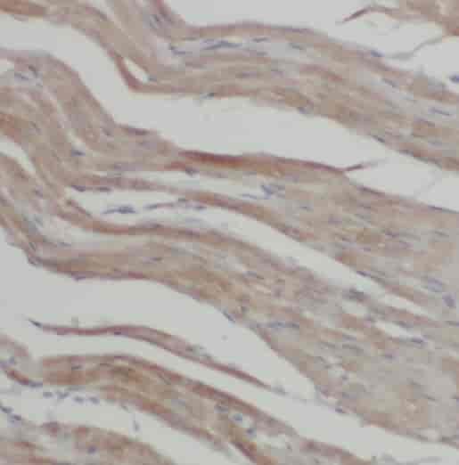 Anti-PI3K p87 antibody