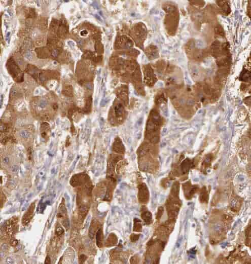 Anti-PRUNE antibody