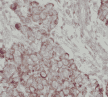 Anti-REDD1 specific antibody - Click Image to Close