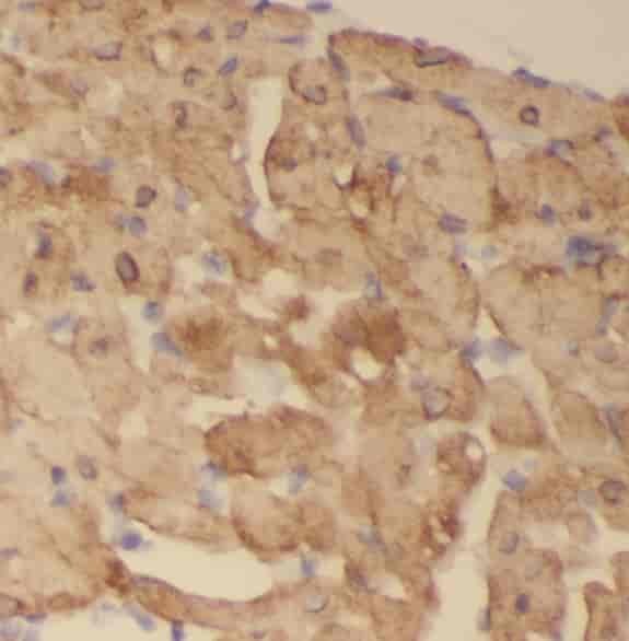 Anti-SCO2 antibody