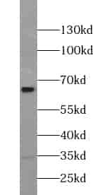 Anti-VANGL1 antibody