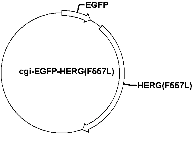 cgi-EGFP-HERG(F557L) Plasmid