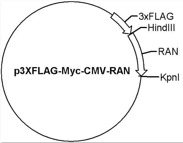 p3*FLAG-Myc-CMV-RAN Plasmid