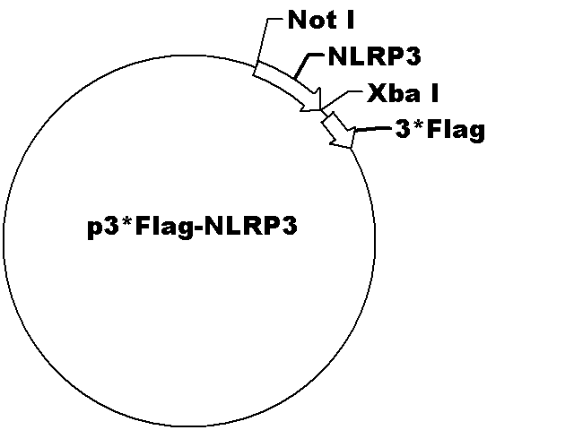 p3*flag-NLRP3 Plasmid