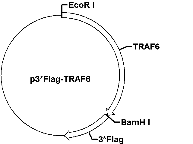 p3*Flag-TRAF6 Plasmid