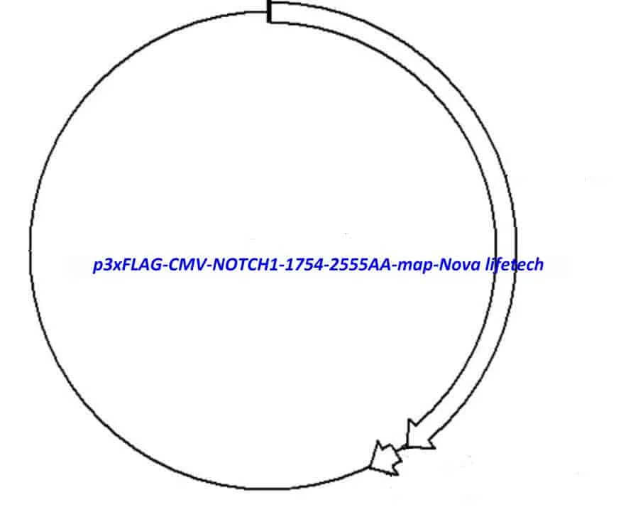 p3xFLAG-CMV-NOTCH1(1754-2555AA)