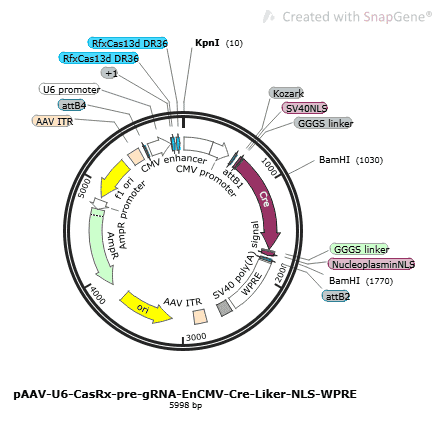 pAAV-U6-CasRx-pre-gRNA-EnCMV-Cre-Linker-NLS-WPRE