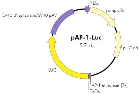 pAP1- Luc