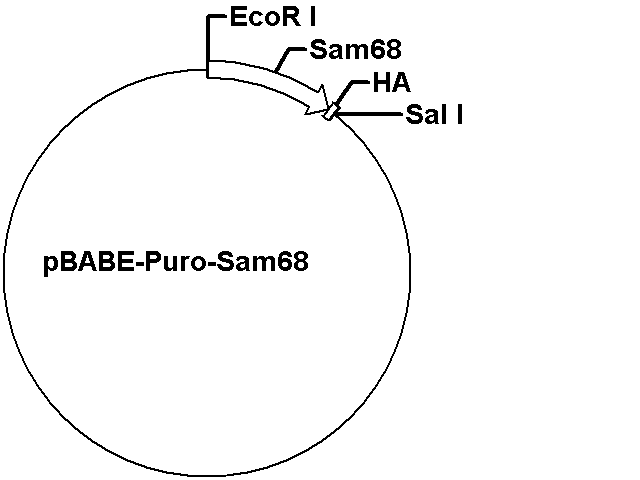 pBABE-Puro-Sam68 Plasmid
