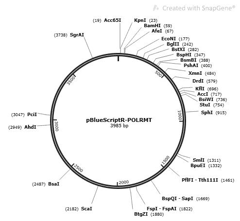pBluescriptR-POLRMT