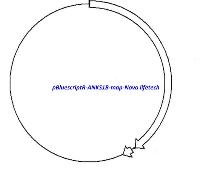 pBluescriptR-ANKS1B Plasmid
