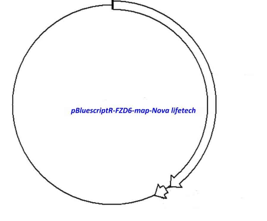 pBluescriptR-FZD6