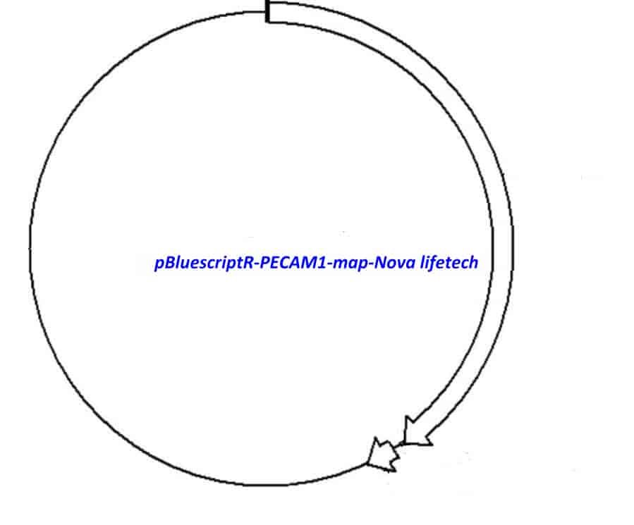 pBluescriptR-PECAM1 Plasmid
