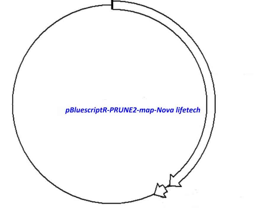 pBluescriptR-PRUNE2 Plasmid