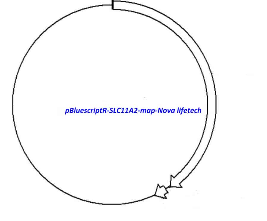 pBluescriptR-SLC11A2 Plasmid