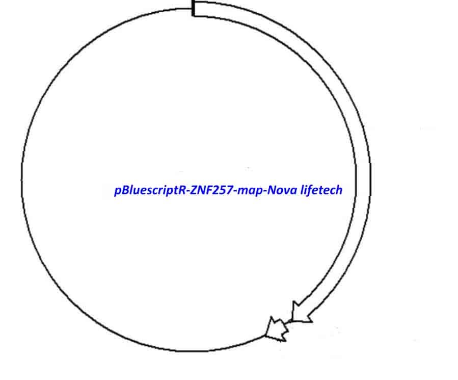 pBluescriptR-ZNF257 Plasmid