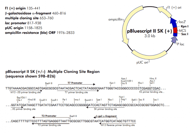 pBluescript II SK(+)