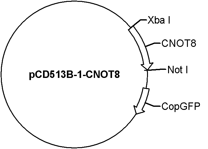 pCD513B-1-CNOT8 Plasmid
