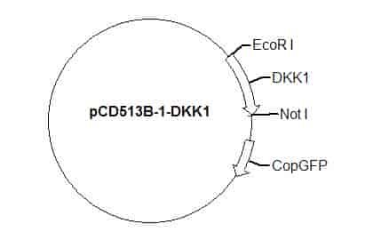 pCD513B-1-DKK1 Plasmid