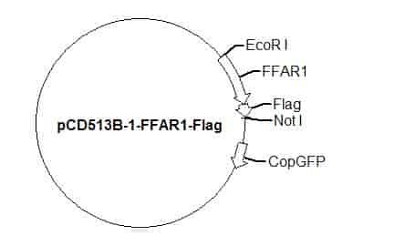 pCD513B-1-FFAR1-Flag Plasmid