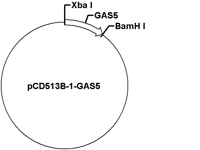 pCD513B-1-GAS5 Plasmid