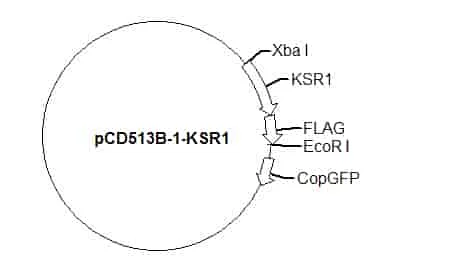 pCD513B-1-KSR1 Plasmid