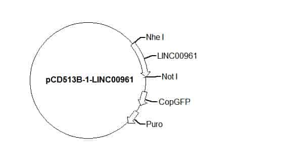 pCD513B-1-LINC00961 Plasmid