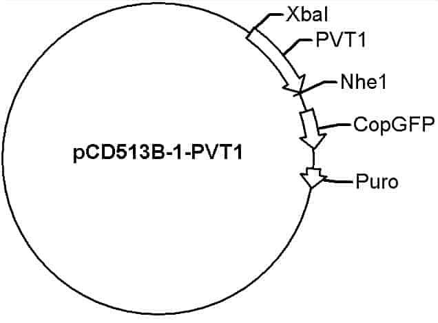 pCD513B-1-PVT1 Plasmid