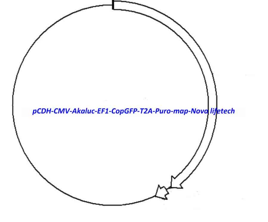pCDH-CMV-Akaluc-EF1-CopGFP-T2A-Puro