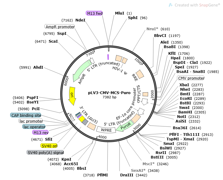 pCDH-CMV-MCS-EF1-puro Plasmid – Lentiviral Expression Vector with CMV ...