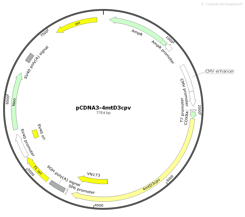 pcDNA-4mtD3cpv
