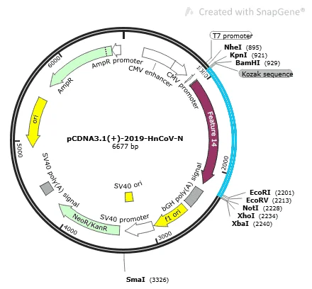 pCDNA3.1(+)-2019-nCoV-N