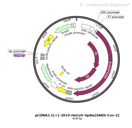 pCDNA3.1(+)-2019-HnCoV-Spike(SARS-Cov-2)