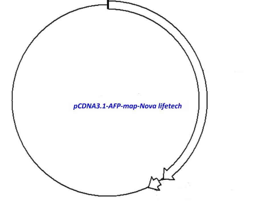 PCDNA3 1 AFP Plasmid pCDNA3 1 AFP pCDNA3 1 AFP Plasmid pCDNA3 1 AFP