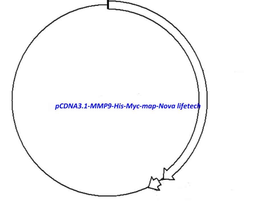 pCDNA3.1-MMP9-His-Myc