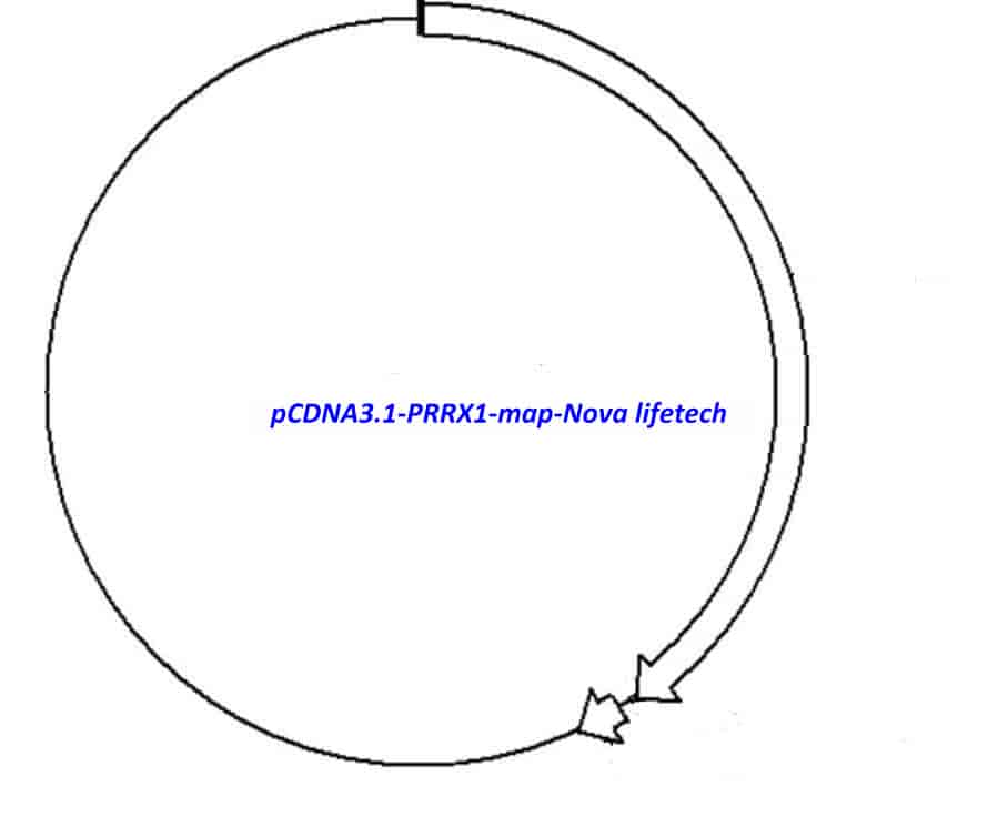 pCDNA3.1-PRRX1