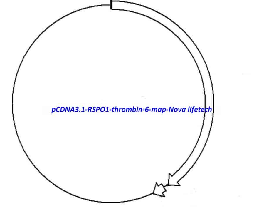 pCDNA3.1-RSPO1-thrombin-6