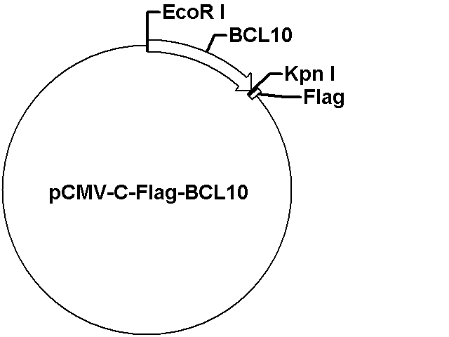 pCMV-C-Flag-BCL10 Plasmid