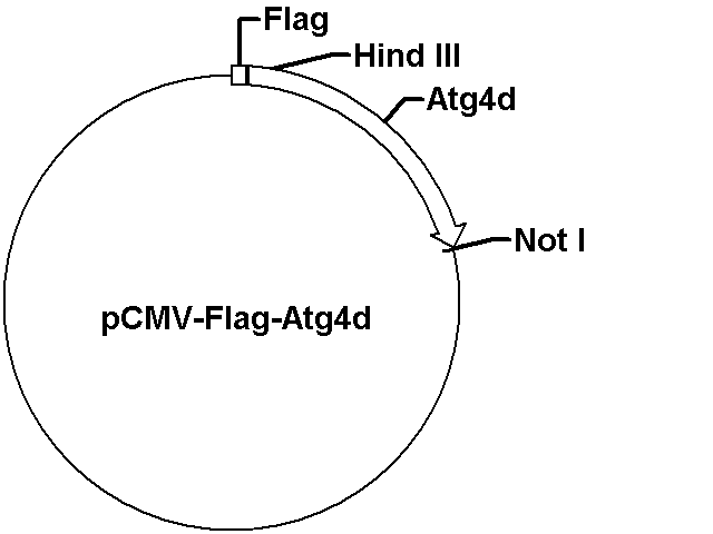 pCMV-Flag-Atg4d Plasmid