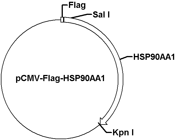 pCMV-Flag-HSP90AA1 Plasmid