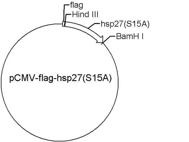 pCMV-Flag-hsp27(S15A) Plasmid
