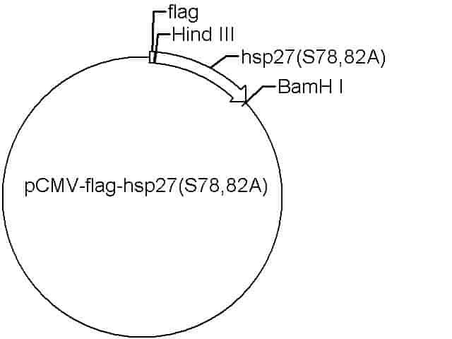 pCMV-Flag-hsp27(S78/82A) Plasmid
