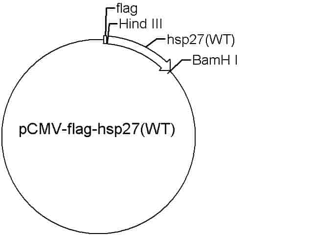 pCMV-Flag-hsp27(WT) Plasmid